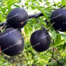 Саджанці абрикоса «Чорний Оксамит» - 1-річний