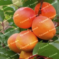 Саджанці абрикоса «Фаралія» - 1-річний