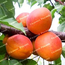 Саджанці абрикоса «Фарбелі» - 1-річний