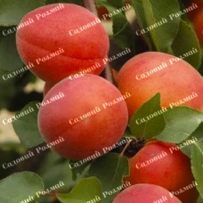 Саджанці абрикоса «Фардао» - 1-річний