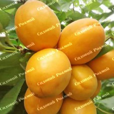 Саджанці абрикоса «Голд Річ» - 1-річний