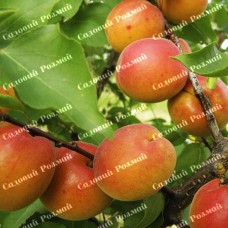 Саджанці абрикоса «Харкот» - 1-річний