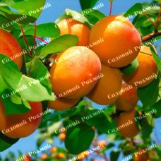 Саджанці абрикоса «Київський Ранній» - 1-річний