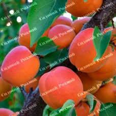 Саджанці абрикоса «Кіото» - 1-річний