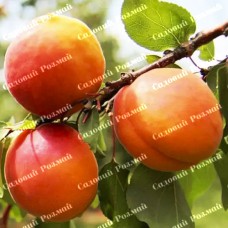 Саджанці абрикоса «Любава» - 1-річний