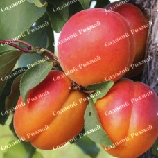 Саджанці абрикоса «Медіабель» - 1-річний