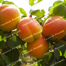 Саджанці абрикоса «Мелітопольський Ранній» - 1-річний