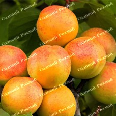 Саджанці абрикоса «Монастирський» - 1-річний