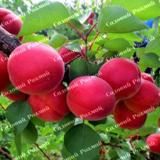 Саджанці абрикоса «Пріція» - 1-річний