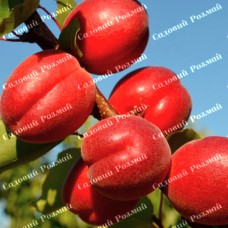 Саджанці абрикоса «Рубіста» - 1-річний