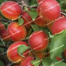 Саджанці абрикоса «Цунамі» - 1-річний