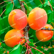 Саджанці абрикоса «Вондер Кот» - 1-річний