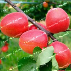 Саджанці абрикоса «Ерлі Блаш» - 1-річний