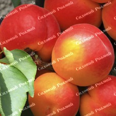 Саджанці абрикоса «Ерлі Ред Оранж» - 1-річний