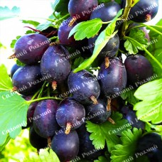 Саджанці агрусу «Чорна Крапля»