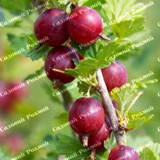 Саджанці агрусу «Хіннонмакі Рот»