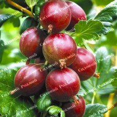 Саджанці агрусу «Мюнхгаузен»