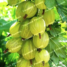 Саджанці агрусу «Скарб»