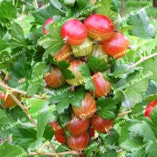 Саджанці агрусу «Танго Удвох»