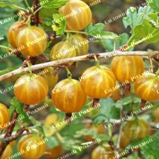 Саджанці агрусу «Золотистий»