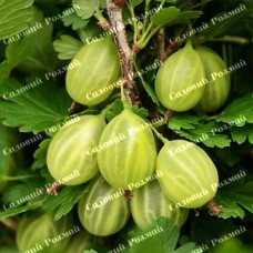 Саджанці агрусу «Ізумруд»