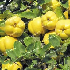 Саджанці айви «Академічна» - 1-річний