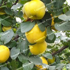 Саджанці айви «Марія» - 1-річний