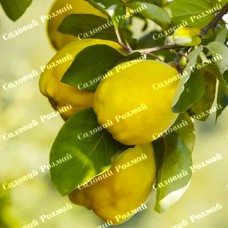 Саджанці айви «Студентка» - 1-річний