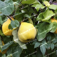 Саджанці айви «Успіх» - 1-річний