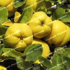 Саджанці айви «Золотиста» - 1-річний