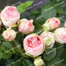 Саджанці англійських піоноподібних троянд «Брайдал Піано»