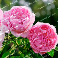 Саджанці англійських піоноподібних троянд «Бразе Кадфаель»