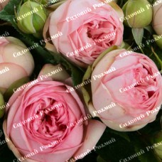 Саджанці англійських піоноподібних троянд «Чармінг Піано»