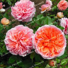 Саджанці англійських піоноподібних троянд «Чіп і Дейл»