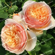 Саджанці англійських піоноподібних троянд «Джульєт»