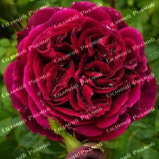 Саджанці англійських піоноподібних троянд «Фальстаф»