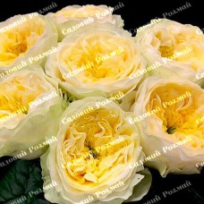 Саджанці англійських піоноподібних троянд «Гайд Парк»