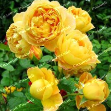 Саджанці англійських піоноподібних троянд «Голден Селебрейшн»
