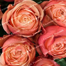 Саджанці англійських піоноподібних троянд «Кахала»