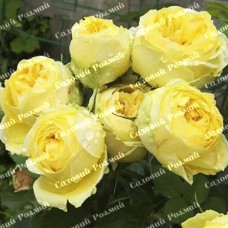 Саджанці англійських піоноподібних троянд «Каталіна»