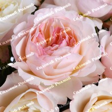 Саджанці англійських піоноподібних троянд «Кейра»