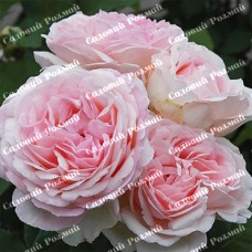 Саджанці англійських піоноподібних троянд «Кері»