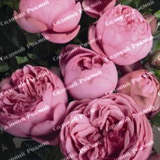 Саджанці англійських піоноподібних троянд «Хепі Піано»