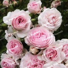 Саджанці англійських піоноподібних троянд «Клерк Роуз»