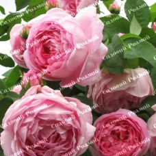 Саджанці англійських піоноподібних троянд «Констанс»
