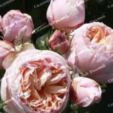 Саджанці англійських піоноподібних троянд «Констанція»