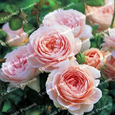 Саджанці англійських піоноподібних троянд «Королева Швеції»