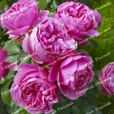 Саджанці англійських піоноподібних троянд «Леонардо да Вінчі»