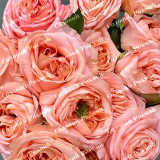 Саджанці англійських піоноподібних троянд «Лондон Ай»