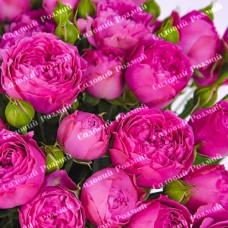 Саджанці англійських піоноподібних троянд «Місті Баблс»